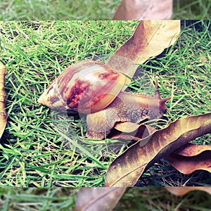 Snail photo