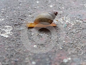 Snail small macro photo