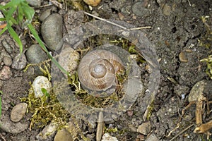 Snail with snail house in the midst of stones on the shore