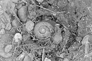 Snail with snail house in the midst of stones on the shore