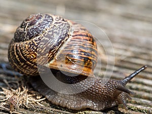 Snail at snail`s pace in the wildlife