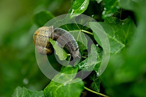 Snail. A snail on a salad leave.Snail on green stem. Snail on a leaf
