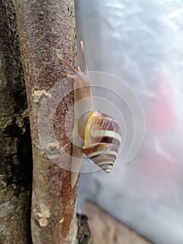 Snail, snail on tree trunk, natural background