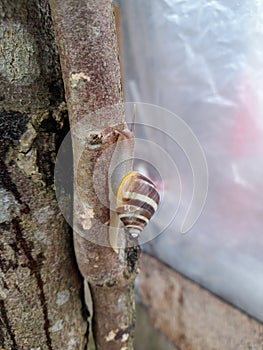 Snail, snail on tree trunk, natural background