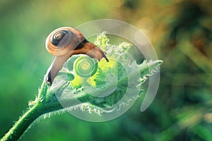 The Snail photo