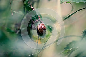 Snail, snailshell Closeup sitting on a blade of grass