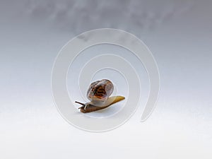 Snail