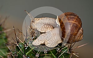 Snail on spines photo