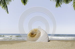 Snail spiral shell isolated on the sandy shore. Sea background with palm tree leaves