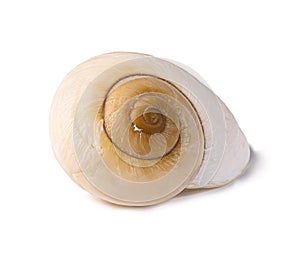 Snail spiral shell isolated on the white background