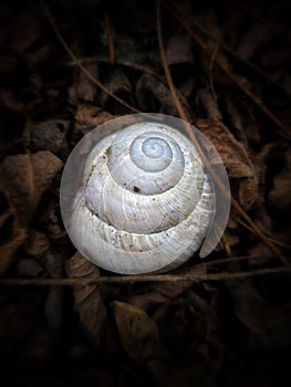 Snail spirale photo