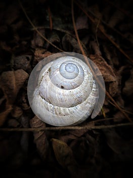 Snail spirale