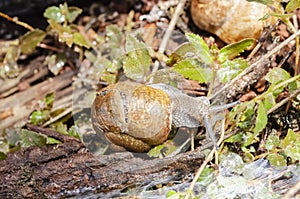 Snail With Split Shell