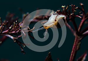 Snail on a sprig