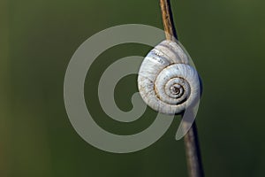 Snail on stick closeup