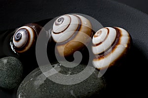 Snail still life