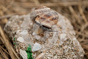 Snail on a stone
