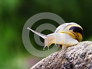 Snail on the stone photo
