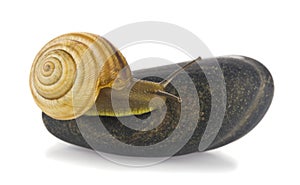 Snail on a stone isolated on a white background close-up