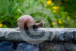 Snail on a stone wall, slow paced wildlife movement photo