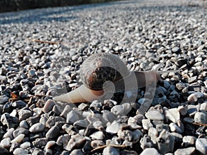Snail on stones asphalt