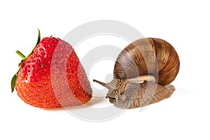 Snail and strawberry Roman snail or Helix pomatia isolated on white