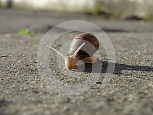 Snail in the street