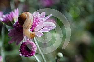 Snail strolling on flower with blurred green background