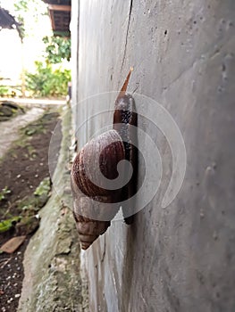 snail stuck to the wall