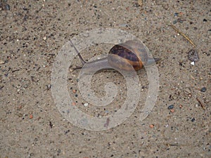 Snail taking a morning walk, brown, two sensory and two visual antennae