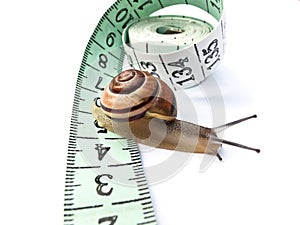 Snail on Tape Measure