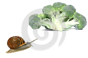 Snail Temptation