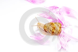 Snail and tender pink petals photo