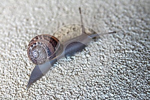 Snail on the textured  Wall heading to its destination