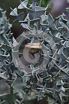 Snail on the thorn bush plants