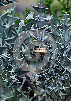 Snail on the thorn bush plants