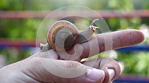 Snail on top of my hand.