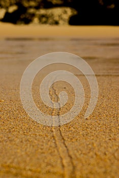 Snail trail in the sand