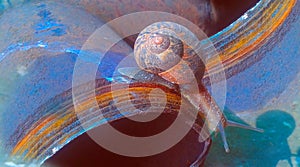 A snail travels along some corrosion tubes with blue and brown colors