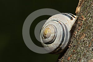 Snail on a tree