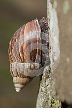 A snail on the tree