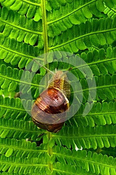 Snail on a tree in the garden