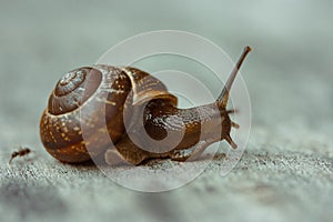 Snail on the tree in the garden. Snail gliding on the wet wooden texture. Macro close-up blurred green background. Short depth of