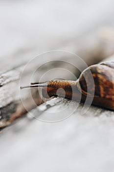 Snail on the tree in the garden. Snail gliding on the wet wooden texture. Macro close-up blurred green background. Short depth of