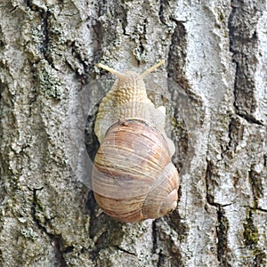 Snail on the tree in the park