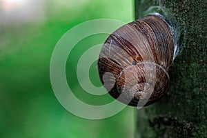 Snail on the tree