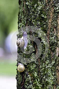 Snail on tree trunk