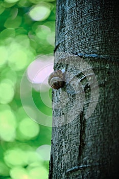 Snail on the tree trunk, close-up, vertical