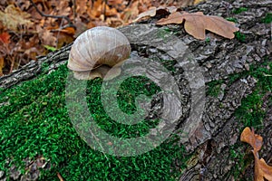 Snail on a tree trunk or log covered by green moss. Closeup view of small land gastropod mollusk in autumn forest. Concept of