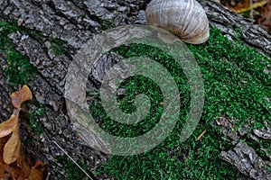 Snail on a tree trunk or log covered by green moss. Closeup view of small land gastropod mollusk in autumn forest. Concept of